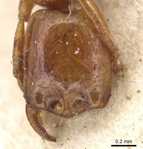 Dorylus fulvus - CASENT0901955