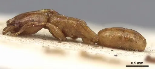 Dorylus fulvus - CASENT0901955