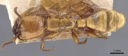 Dorylus fulvus - CASENT0905928