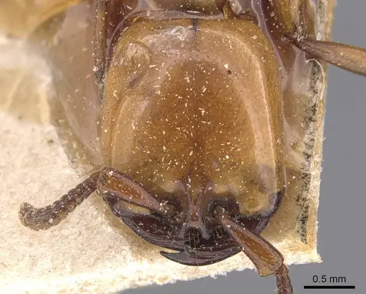 Dorylus fulvus - CASENT0905928