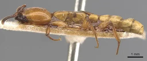 Dorylus fulvus - CASENT0905928