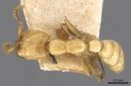 Dorylus fulvus - CASENT0905929