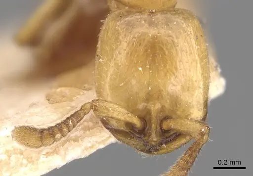 Dorylus fulvus - CASENT0905929