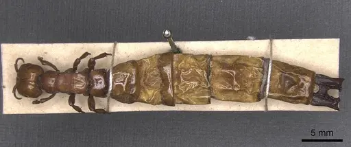 Dorylus fulvus - CASENT0911354