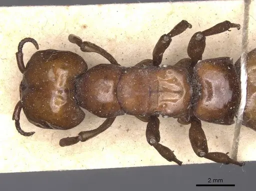 Dorylus fulvus - CASENT0911354