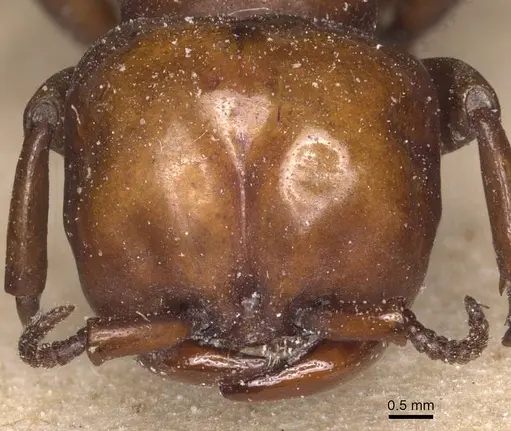 Dorylus fulvus - CASENT0911354