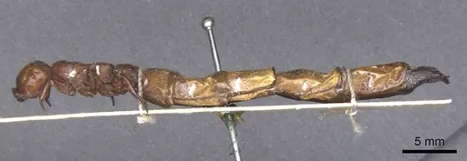 Dorylus fulvus - CASENT0911354