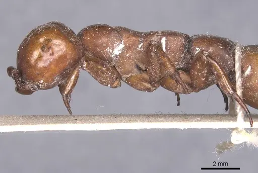 Dorylus fulvus - CASENT0911354