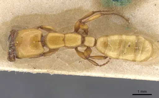 Dorylus fulvus - CASENT0911355