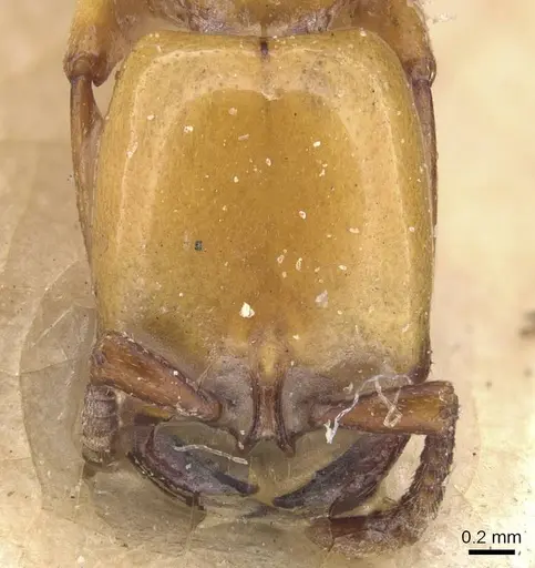 Dorylus fulvus - CASENT0911355