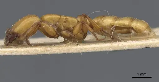 Dorylus fulvus - CASENT0911355