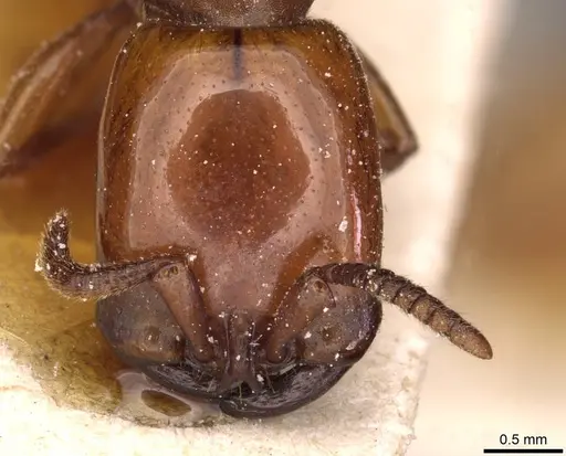 Dorylus fulvus - CASENT0911356