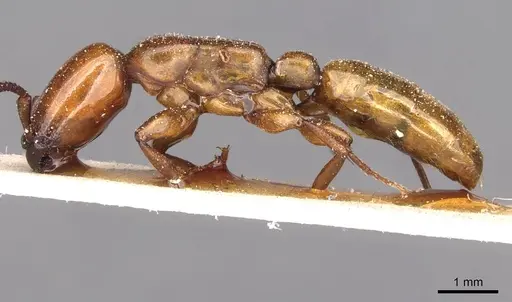 Dorylus fulvus - CASENT0911356