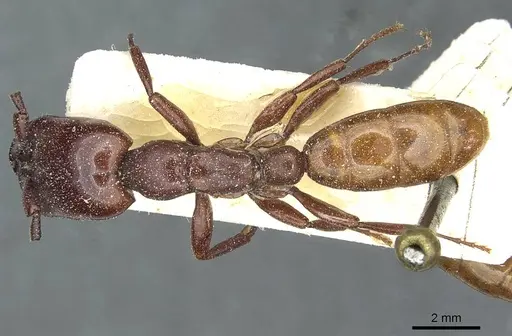 Dorylus fulvus - CASENT0911357