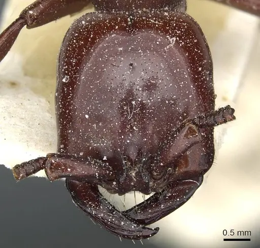 Dorylus fulvus - CASENT0911357