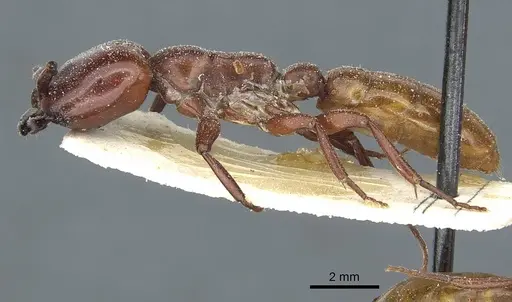 Dorylus fulvus - CASENT0911357