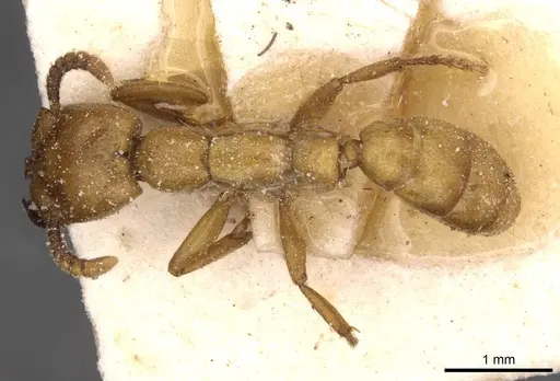 Dorylus fulvus - CASENT0911358