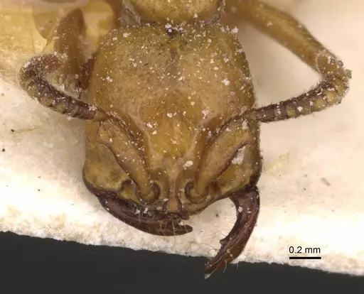 Dorylus fulvus - CASENT0911358