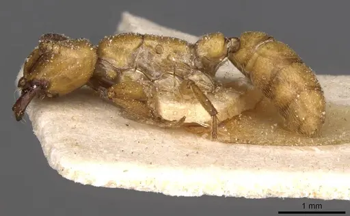 Dorylus fulvus - CASENT0911358