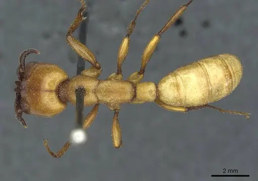 Dorylus fulvus - CASENT0911359