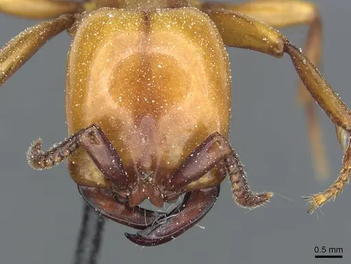 Dorylus fulvus - CASENT0911359