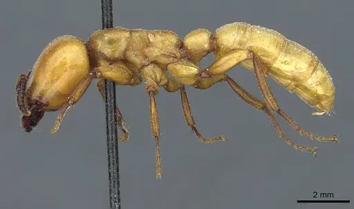 Dorylus fulvus - CASENT0911359