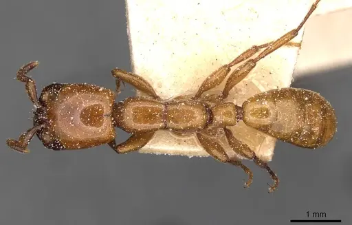 Dorylus fulvus - CASENT0911360