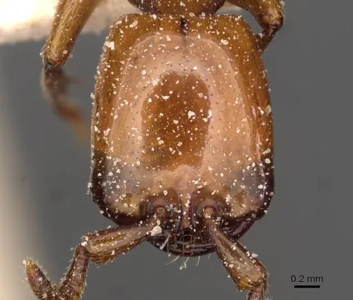 Dorylus fulvus - CASENT0911360