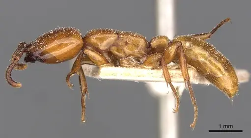 Dorylus fulvus - CASENT0911360