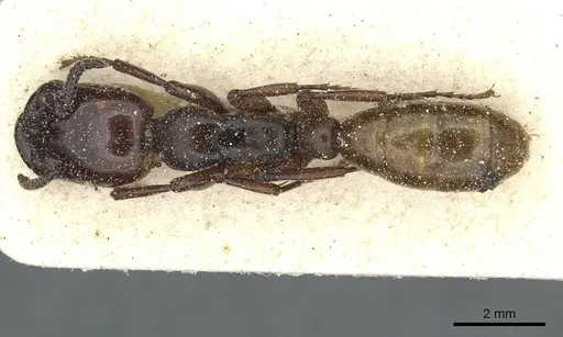 Dorylus fulvus - CASENT0911361