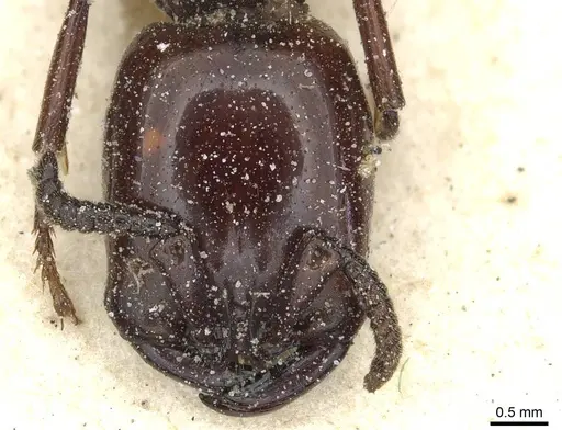 Dorylus fulvus - CASENT0911361