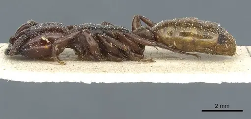 Dorylus fulvus - CASENT0911361