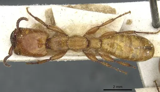 Dorylus fulvus - CASENT0911362