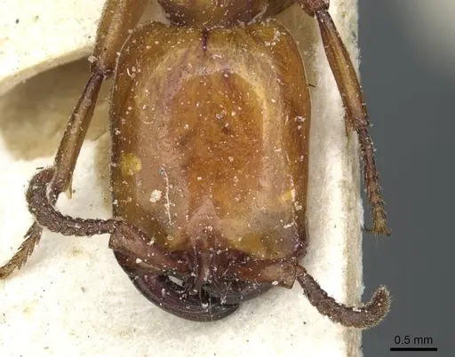 Dorylus fulvus - CASENT0911362