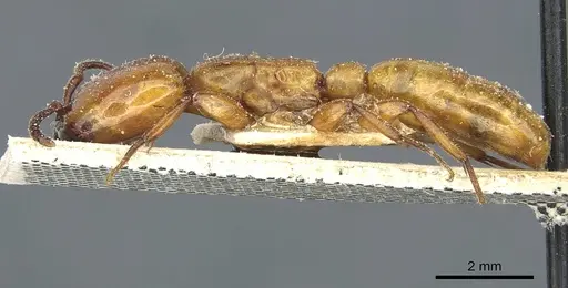 Dorylus fulvus - CASENT0911362