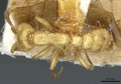 Dorylus fulvus - CASENT0911363