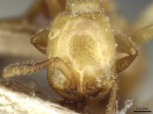 Dorylus fulvus - CASENT0911363