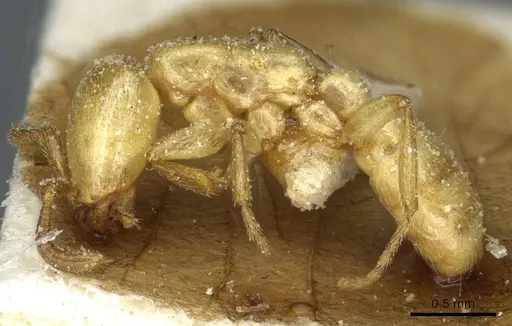 Dorylus fulvus - CASENT0911363