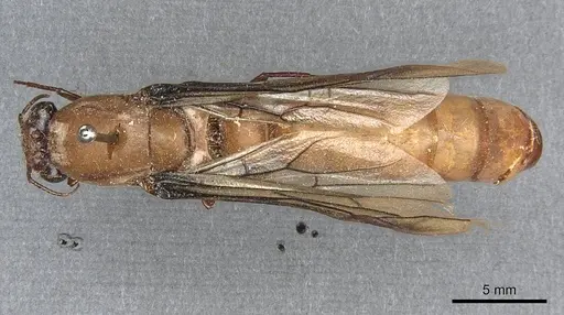 Dorylus fulvus - CASENT0911364