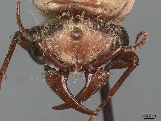 Dorylus fulvus - CASENT0911364