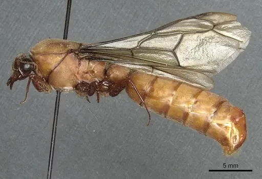 Dorylus fulvus - CASENT0911364