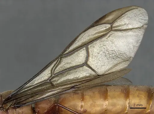 Dorylus fulvus - CASENT0911364