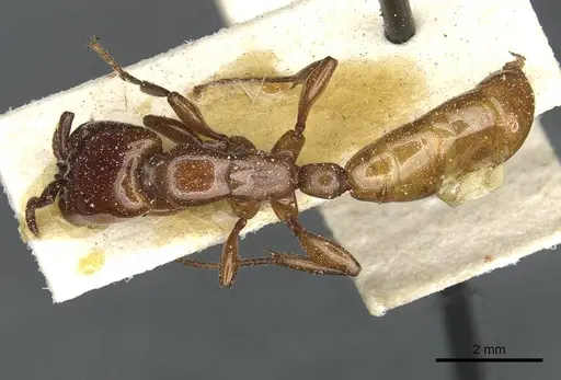 Dorylus fulvus - CASENT0911365