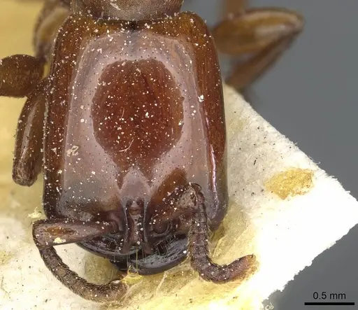 Dorylus fulvus - CASENT0911365