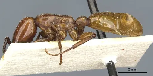 Dorylus fulvus - CASENT0911365