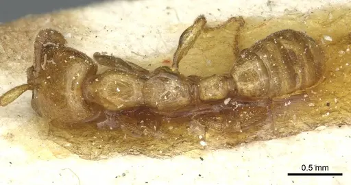 Dorylus fulvus - CASENT0911366