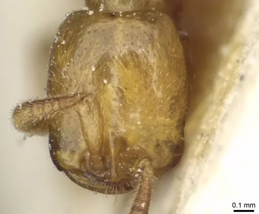 Dorylus fulvus - CASENT0911366