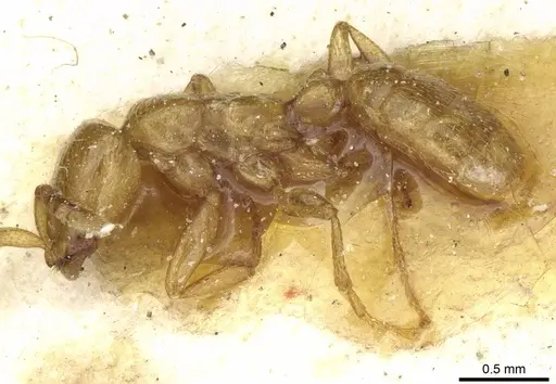 Dorylus fulvus - CASENT0911366