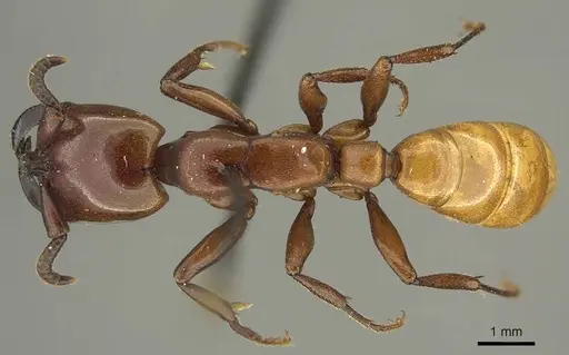 Dorylus fulvus - CASENT0915643