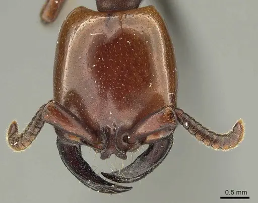 Dorylus fulvus - CASENT0915643